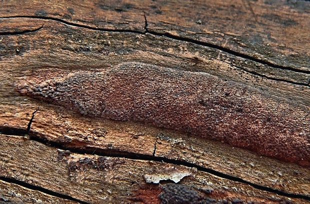 drevovček rozložitý Hypoxylon macrocarpum Pouzar