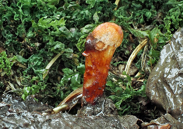 žezlovka Cordyceps sp.