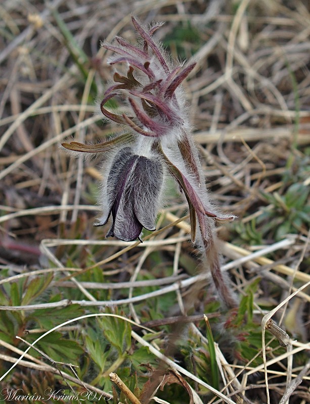 poniklec lúčny český Pulsatilla pratensis subsp. bohemica Skalický
