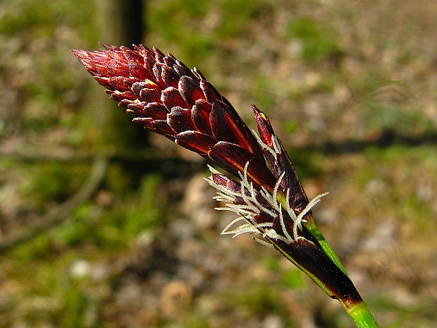 ostrica horská Carex montana L.