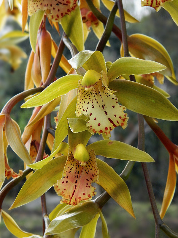 orchidej Cymbidium orchid