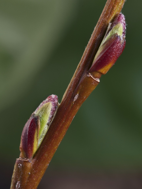 vŕba purpurová Salix cf. purpurea L.