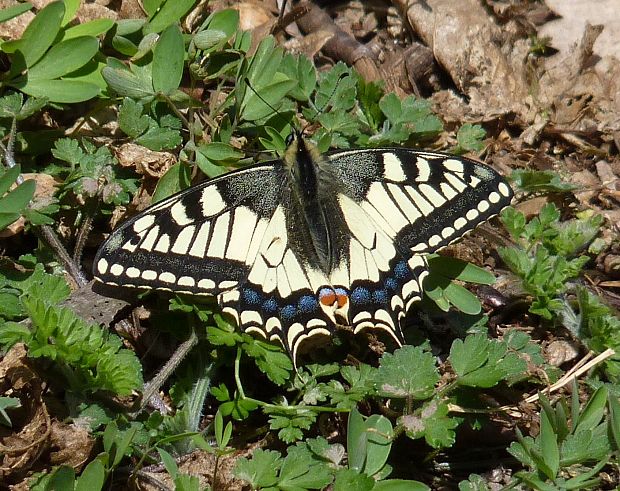 vidlochvost feniklový / otakárek fenyklový  Papilio machaon