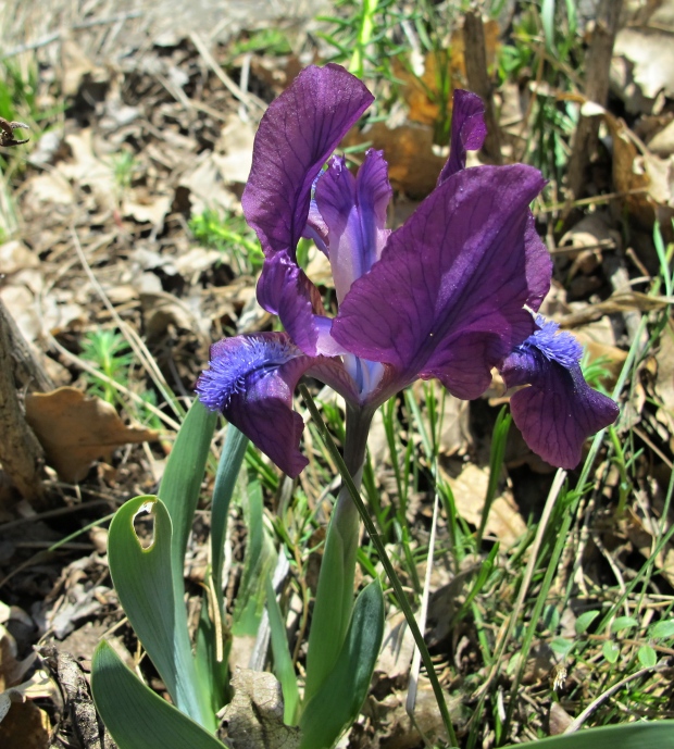 kosatec uhorský bezlistý Iris aphylla subsp. hungarica (Waldst. et Kit.) Hegi
