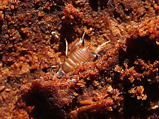 cvrčík mravenčí Myrmecophilus acervorum