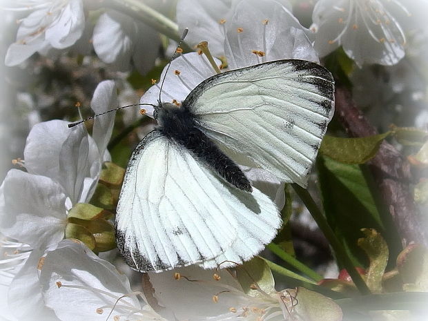mlynárik repkový Pieris napi