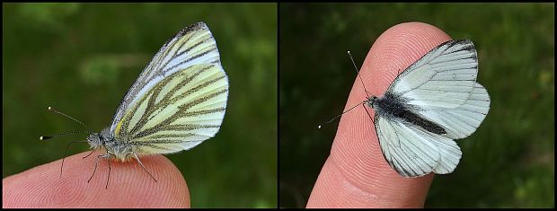 mlynárik repkový Pieris napi