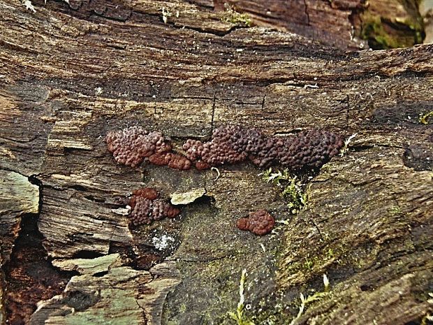 drevovček hrdzavý Hypoxylon rubiginosum (Pers.) Fr.
