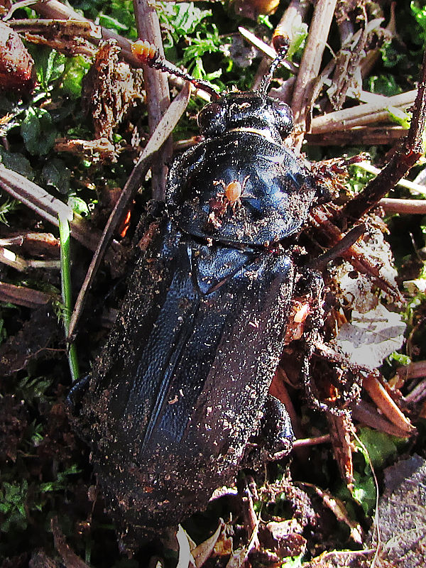 hrobárik čierny Nicrophorus humator