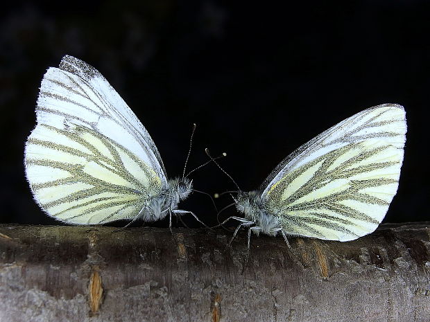 mlynárik repkový  Pieris napi