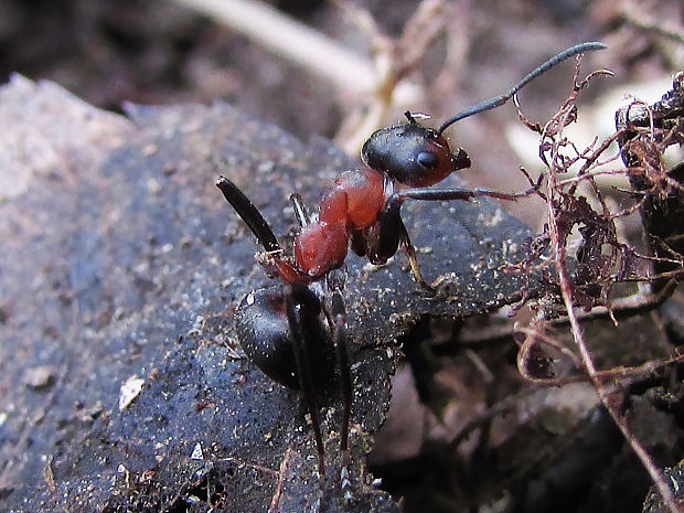 mravenec lesní Formica rufa
