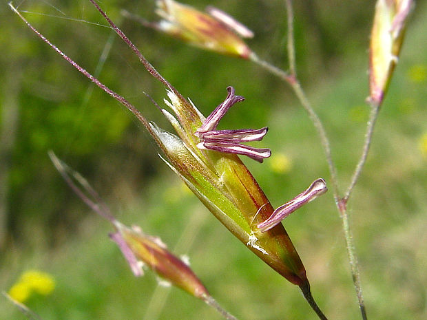 ovsíkovec stepný Helictotrichon desertorum subsp. basalticum (Podp.) Holub
