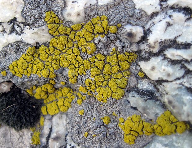 svietivček koralovitý Candelariella coralliza (Nyl.) H. Magn.