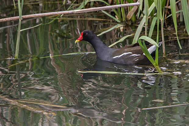 sliepočka vodná  Gallinula chloropus