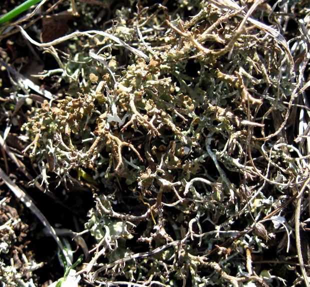 dutohlávka  Cladonia subrangiformis  L. Scriba ex Sandst.
