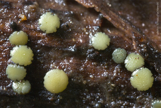 mihavka odfarbená Vibrissea decolorans (Saut.) A. Sánchez & Korf