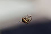pavúčik akrobat
