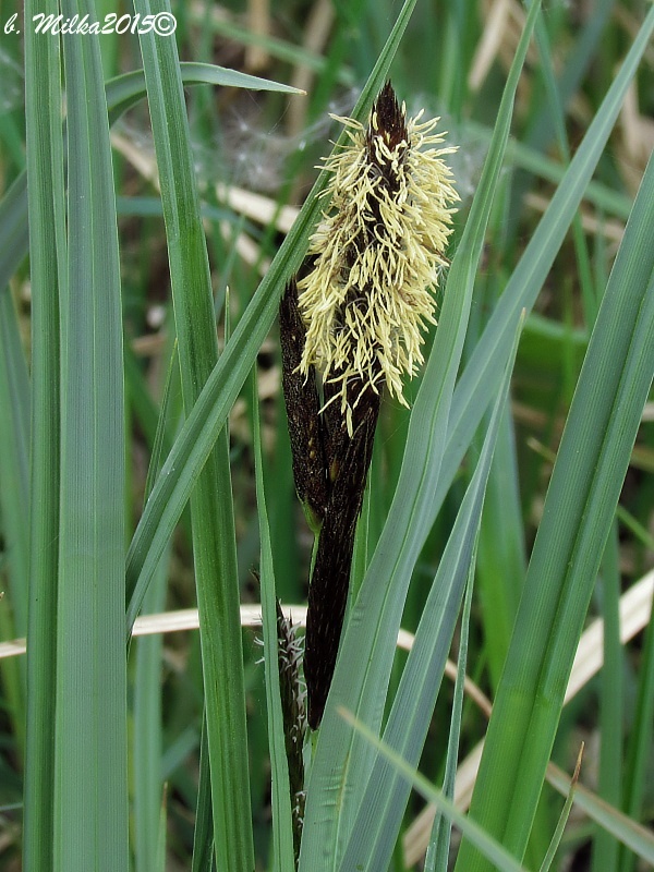 ostrica buekova Carex buekii Wimm.