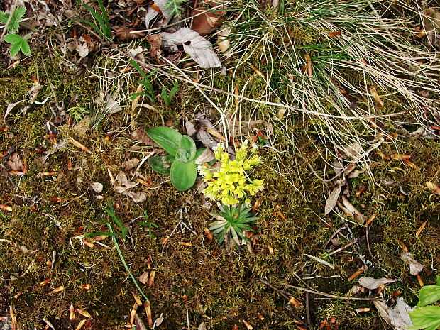 chudôbka drsnoplodá klášterského Draba lasiocarpa subsp. klasterskyi (Chrtek) Chrtek