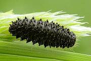 váhavec čierný - larva