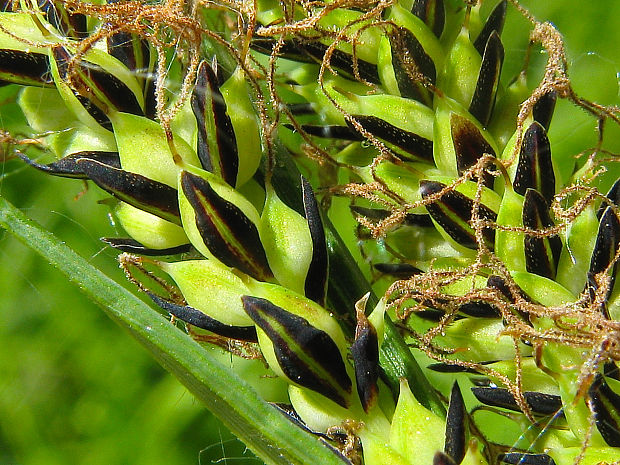 ostrica štíhla Carex acuta L.