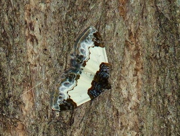 piadivka malinová Mesoleuca albicillata