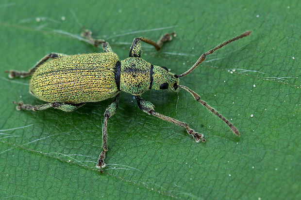 šupináčik zlatozelený  Phyllobius argentatus