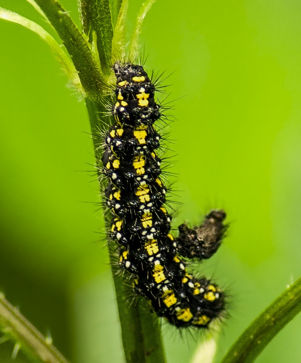 spriadač hluchávkový Callimorpha dominula caterpillar