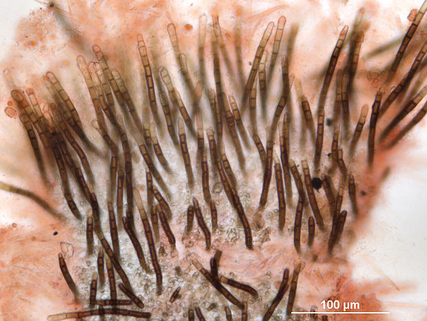 lachnetka hniezdovitá Lasiobelonium nidulum (J.C. Schmidt & Kunze) Spooner