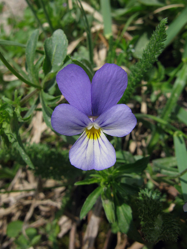 fialka trojfarebná Viola tricolor L. emend. F. W. Schmidt