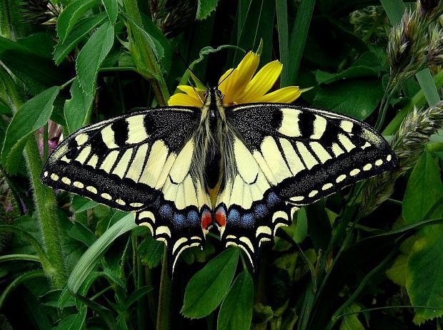 vidlochvost feniklový (sk) / otakárek fenyklový (cz) Papilio machaon Linnaeus, 1758