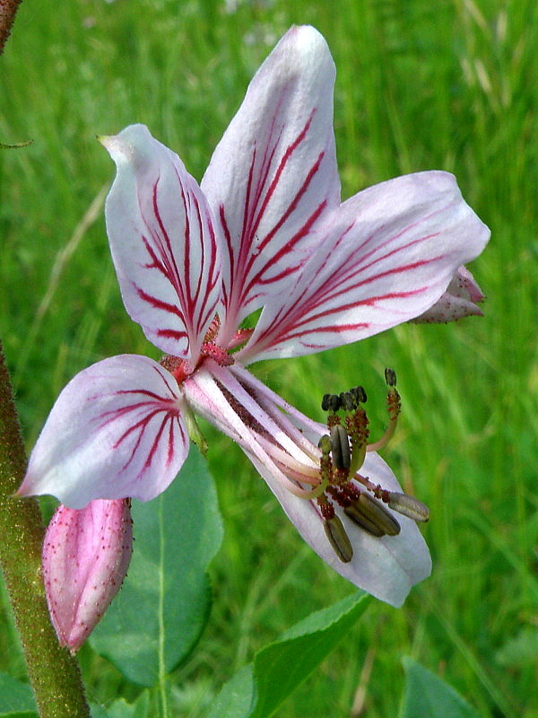 jasenec biely Dictamnus albus L.