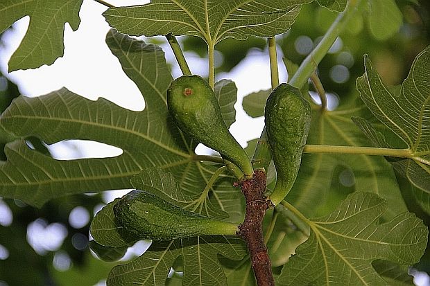 figovník Ficus carica
