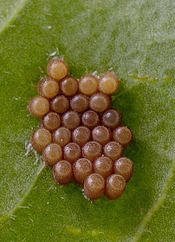 bzdocha obyčajná - vajíčka  Dolycoris baccarum