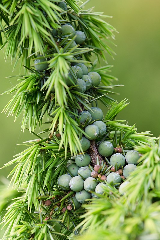 borievka obyčajná Juniperus communis L.