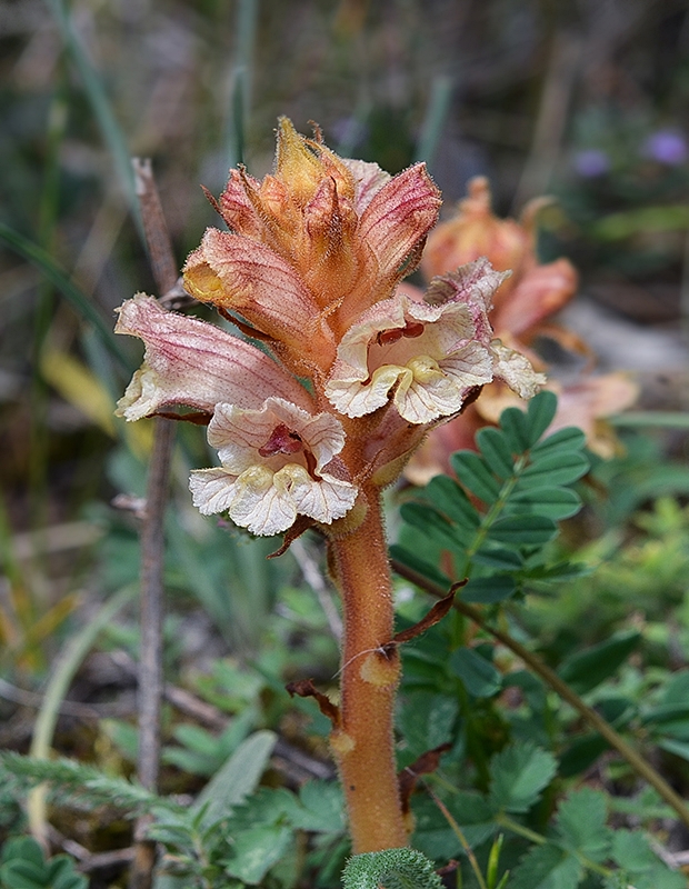 záraza biela Orobanche alba Willd.