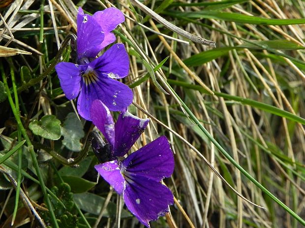 fialka alpínska Viola alpina Jacq.