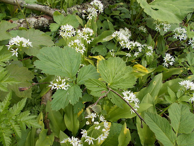 cesnak medvedí v kvete Allium ursinum L.