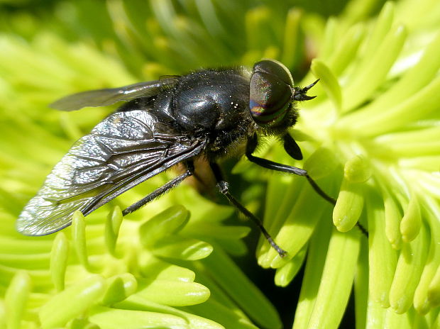 ovad Hybomitra micans