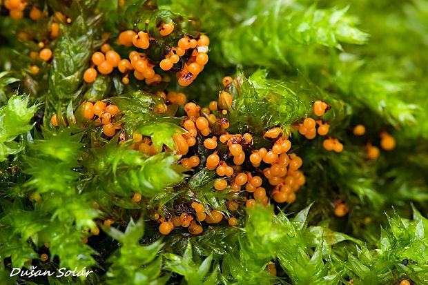 slizovka Lepidoderma sp.
