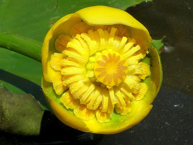 leknica žltá Nuphar lutea (L.) Sm.