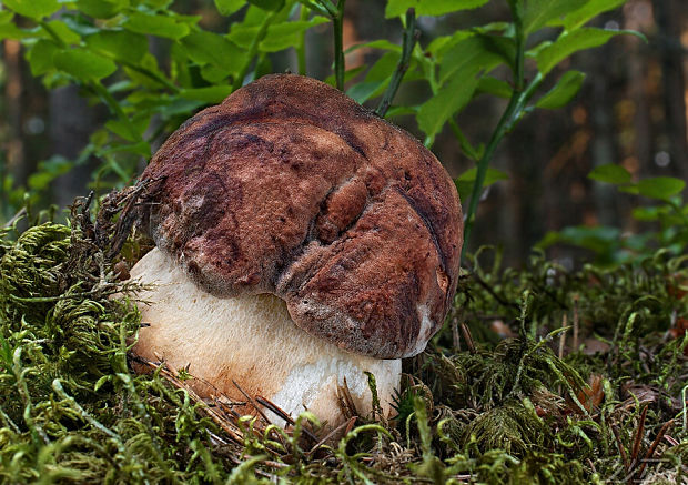 hríb sosnový Boletus pinophilus Pil. et Dermek in Pil.