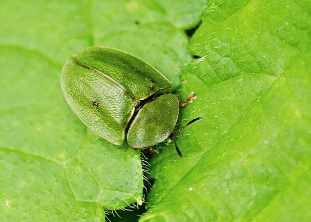 štítnatec zelený   Cassida viridis