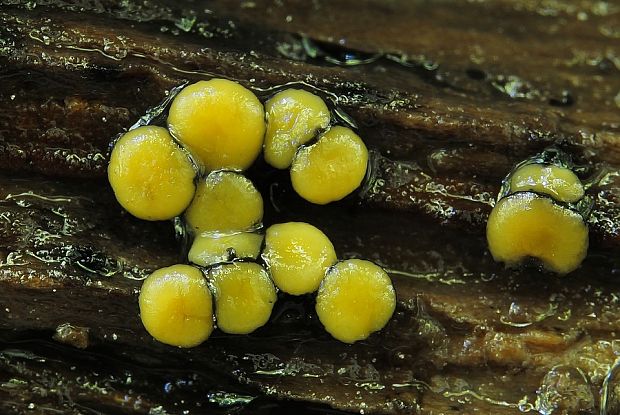 mihavka Vibrissea leptospora (Berk. & Broome) W. Phillips