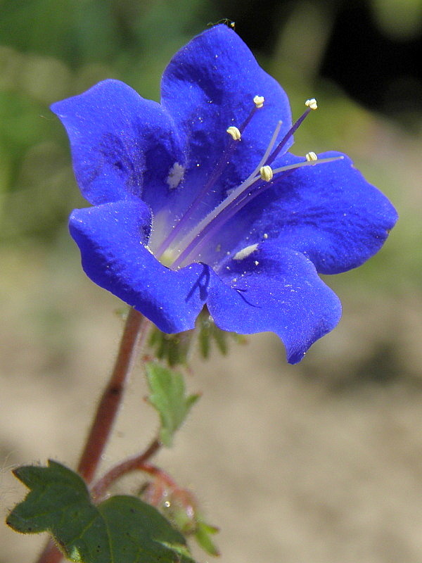 facélia modrá  Phacelia campanularia