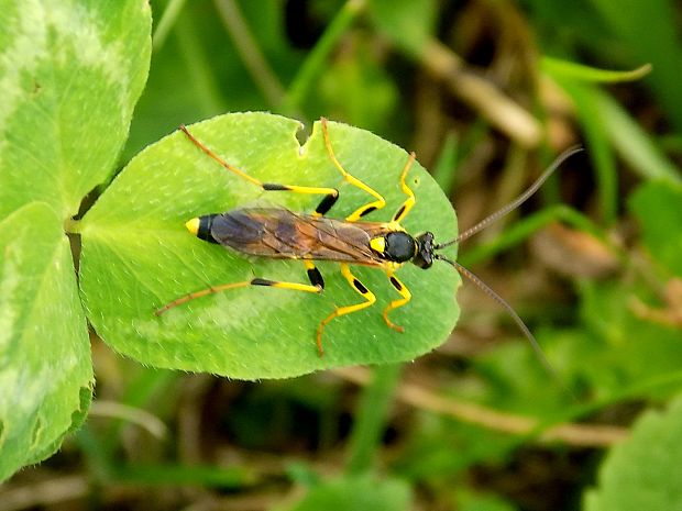 lumok ozbrojený Amblyteles armatorius (Hymenoptera, Ichneumonidae).