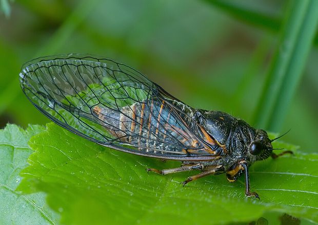 . Cicadetta montana