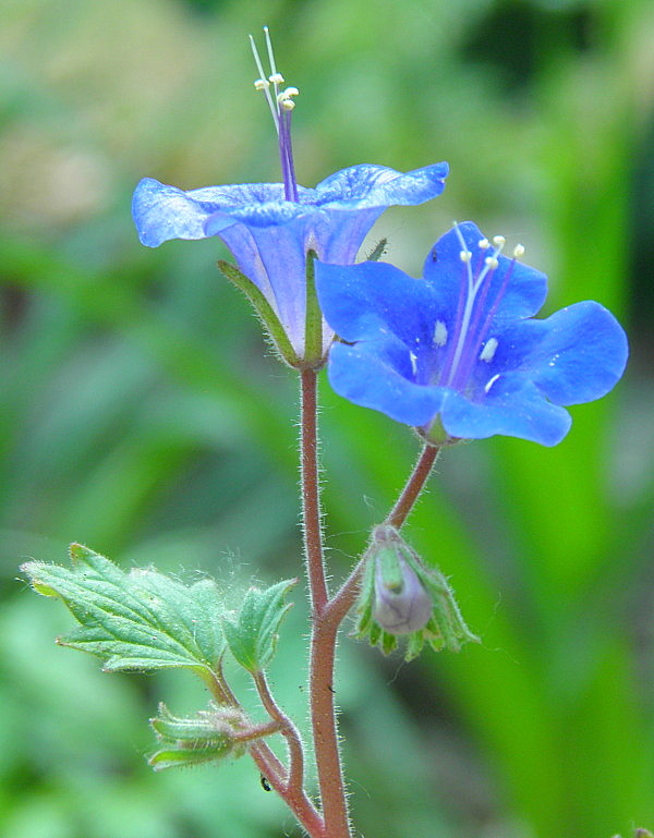 facélia modrá Phacelia campanularia
