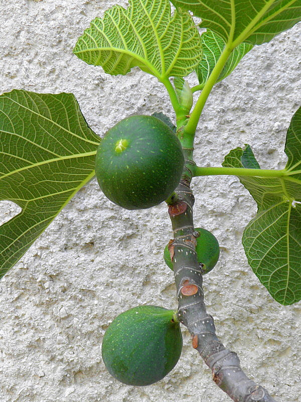 figovník obyčajný Ficus carica