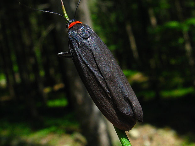 lišejníkovec černý Atolmis rubricollis